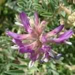 Astragalus mollissimus Flor