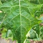 Solanum aethiopicum Leaf