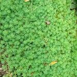 Sedum hispanicum Leaf