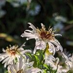 Symphyotrichum lanceolatum Кветка