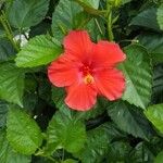 Hibiscus rosa-sinensisOutro