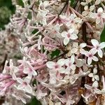 Syringa pubescens Kukka