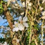 Prunus amygdalus Bloem