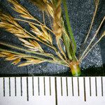 Agrostis gigantea Flower