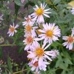 Symphyotrichum novi-belgii Flower