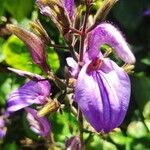 Brillantaisia cicatricosa Flower