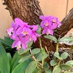 Cattleya loddigesii Blüte