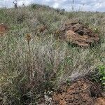 Aloe amudatensis 整株植物