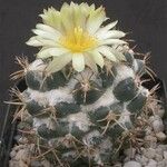 Coryphantha pycnacantha Hábito