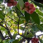 Syzygium aqueum Фрукт