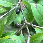 Rhamnus virgata Leaf