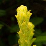Castilleja affinis Kvet