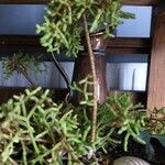 Rhipsalis cereuscula Hoja