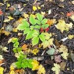 Actaea rubra Fuelha