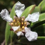 Pemphis acidula Λουλούδι