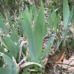 Iris pumila 整株植物