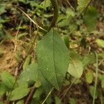 Hieracium virgultorum Blatt