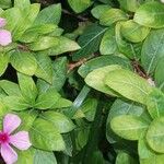 Catharanthus roseus (L.) G.DonLeaf