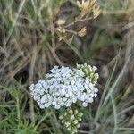 Achillea nobilisFlower