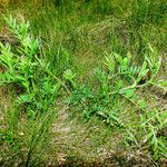 Oxytropis pilosa Habitus