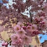 Prunus serrulata Floare