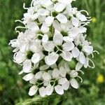 Silene sendtneri Flower