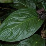 Tacca chantrieri Leaf