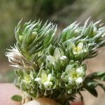 Galium pyrenaicum Flor