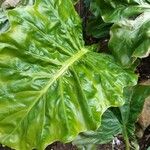 Alocasia macrorrhizosLeaf