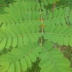 Caesalpinia pulcherrima Leaf