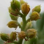 Sedum corynephyllum Blüte