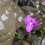 Pseuderanthemum alatum Flor