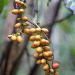 Gnetum gnemon Fruit