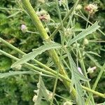 Althaea cannabina Lapas