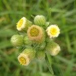 Conyza bonariensis 花