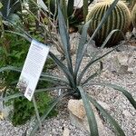 Agave tequilana F.A.C.WeberFeuille