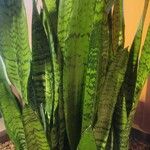 Dracaena zeylanica Blatt