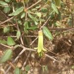 Correa reflexa Leaf