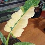 Philodendron bipennifolium Outro