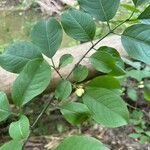 Euonymus atropurpureus Fruit