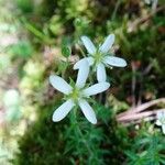 Arenaria hispida Flower