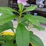 Talinum paniculatum Çiçek