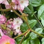 Rosa multiflora Leaf