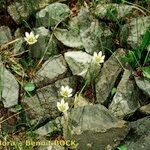 Gagea serotina Libunga