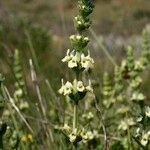 Sideritis arborescens Other