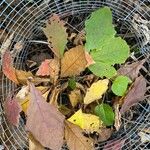 Quercus bicolor Blatt