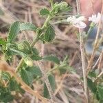 Hibiscus micranthus Φύλλο