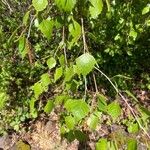 Betula pubescensBlad