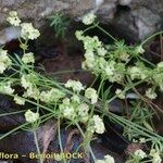 Galium valentinum Habitatea