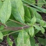 Pentanema squarrosum Leaf